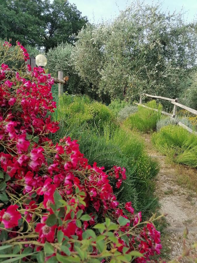 B&B Coldifiore Penna in Teverina Exterior photo